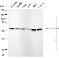 KD-Validated BECN1 Rabbit mAb (20 μl)