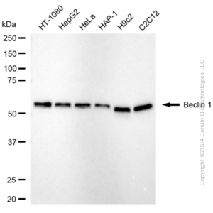 KD-Validated BECN1 Rabbit mAb (20 μl)