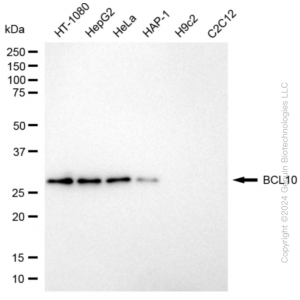 KD-Validated BCL10 Rabbit mAb (20 μl)
