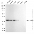 KD-Validated BCL10 Rabbit mAb (20 μl)