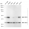 KD-Validated MBD2 Rabbit mAb (20 μl)