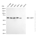 KD-Validated G3BP1 Rabbit mAb (20 μl)