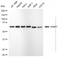 KD-Validated G3BP1 Rabbit mAb (20 μl)