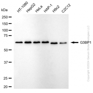 KD-Validated G3BP1 Rabbit mAb (20 μl)