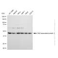 KD-Validated DAZAP1 Rabbit mAb (20 μl)