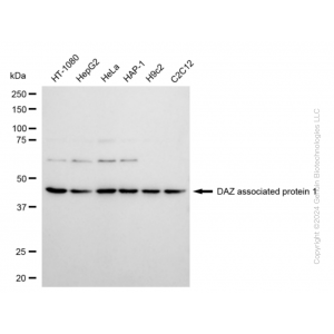 KD-Validated DAZAP1 Rabbit mAb (20 μl)