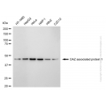 KD-Validated DAZAP1 Rabbit mAb (20 μl)