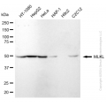 KD-Validated MLKL Rabbit mAb (20 μl)