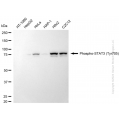 KD-Validated Phospho-STAT3 (Tyr705) Rabbit mAb (20 μl)