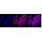 KD-Validated NF-kB p65 Rabbit mAb (20 μl)