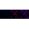 KD-Validated HDAC3 Rabbit mAb (20 μl)