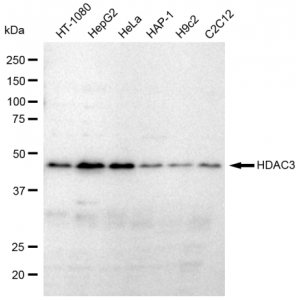 KD-Validated HDAC3 Rabbit mAb (20 μl)