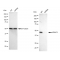 KD-Validated HDAC3 Rabbit mAb (20 μl)