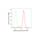 KD-Validated HDAC4 Rabbit mAb (20 μl)