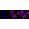 KD-Validated HDAC4 Rabbit mAb (20 μl)