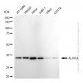 KD-Validated ALDOA Rabbit mAb (20 μl)