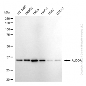 KD-Validated ALDOA Rabbit mAb (20 μl)