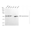 KD-Validated ATE1 Rabbit mAb (20 μl)