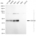 KD-Validated CDC123 Rabbit mAb (20 μl)