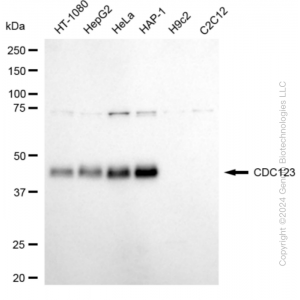 KD-Validated CDC123 Rabbit mAb (20 μl)
