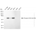 KD-Validated Phospho-CDC6 (Ser106) Rabbit mAb (20 μl)