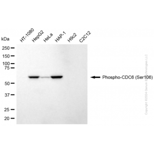 KD-Validated Phospho-CDC6 (Ser106) Rabbit mAb (20 μl)