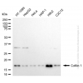 KD-Validated CFL1 Rabbit mAb (20 μl)