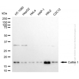 KD-Validated CFL1 Rabbit mAb (20 μl)