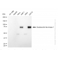 KD-Validated DCLK1 Rabbit mAb (20 μl)