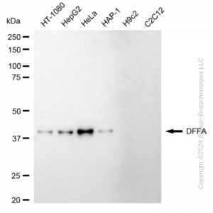 KD-Validated DFFA Rabbit mAb (20 μl)