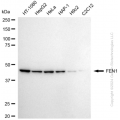 KD-Validated FEN1 Rabbit mAb (20 μl)