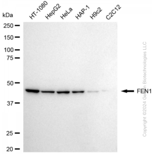 KD-Validated FEN1 Rabbit mAb (20 μl)
