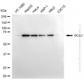 KD-Validated GCLC Rabbit mAb (20 μl)