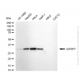 KD-Validated IGFBP7 Rabbit mAb (20 μl)