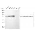 KD-Validated KIF2C Rabbit mAb (20 μl)