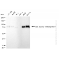 KD-Validated LRP1 Rabbit mAb (20 μl)