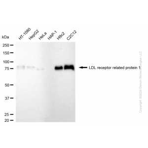 KD-Validated LRP1 Rabbit mAb (20 μl)