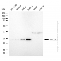KD-Validated MAD2L2 Rabbit mAb (20 μl)