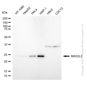 KD-Validated MAD2L2 Rabbit mAb (20 μl)