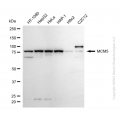 KD-Validated MCM5 Rabbit mAb (20 μl)
