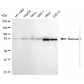 KD-Validated MFN1 Rabbit mAb (20 μl)