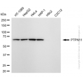 KD-Validated PTPN11 Rabbit mAb (20 μl)