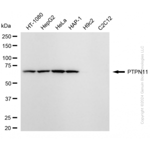 KD-Validated PTPN11 Rabbit mAb (20 μl)