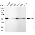 KD-Validated STAU1 Rabbit mAb (20 μl)