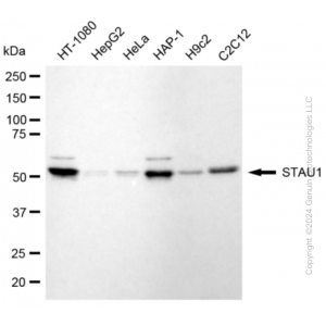 KD-Validated STAU1 Rabbit mAb (20 μl)