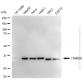 KD-Validated TIMM50 Rabbit mAb (20 μl)