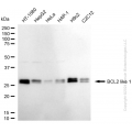 KD-Validated BCL2L1 Rabbit mAb (20 μl)
