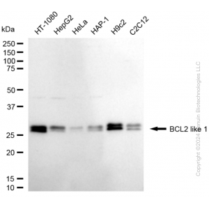 KD-Validated BCL2L1 Rabbit mAb (20 μl)
