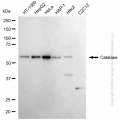 KD-Validated CAT Rabbit mAb (20 μl)