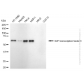 KD-Validated E2F4 Rabbit mAb (20 μl)
